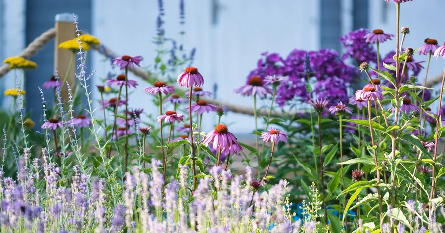 How to Build a Pollinator-Friendly Garden with Native Plants