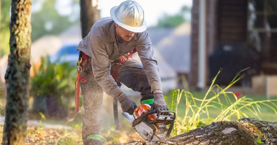 Choosing Reliable Tree Cutting Services Near You