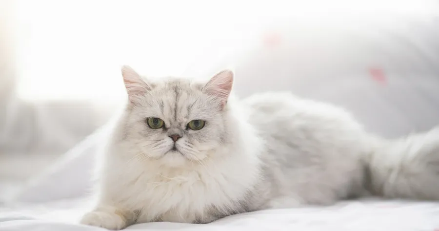 The Weirdest Things Cats Do (And What They Actually Mean)