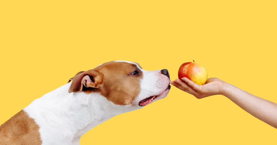 Foods You Should Never Feed Your Dog (And What’s Actually Okay)