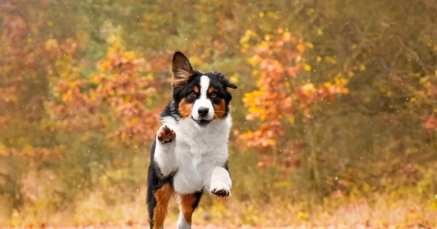 Dog Zoomies Explained: What They Are and When to Worry