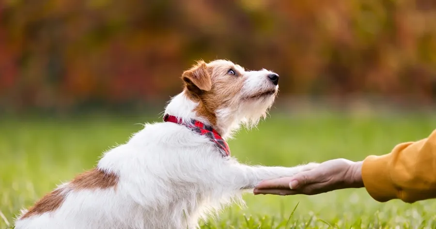Surprising Things Dogs Can Sense