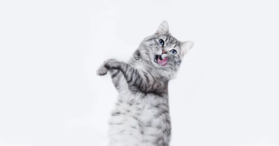 Why Do Cats Knock Things Over? The Mischievous Truth