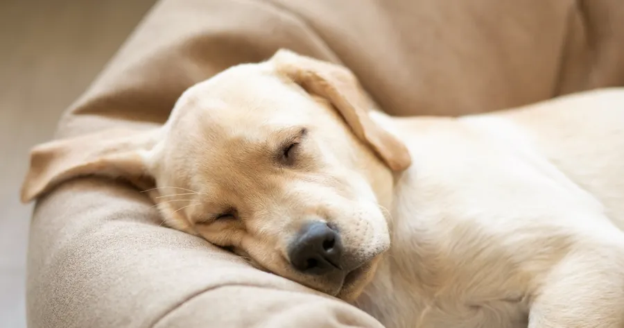Do Dogs Dream? What Happens When They Twitch in Their Sleep