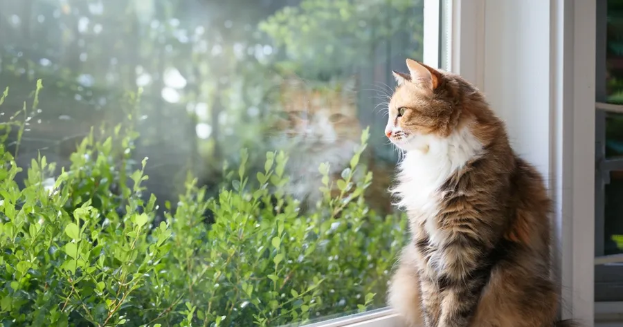 Can Cats Get Bored? How to Spot It and Keep Them Mentally Stimulated