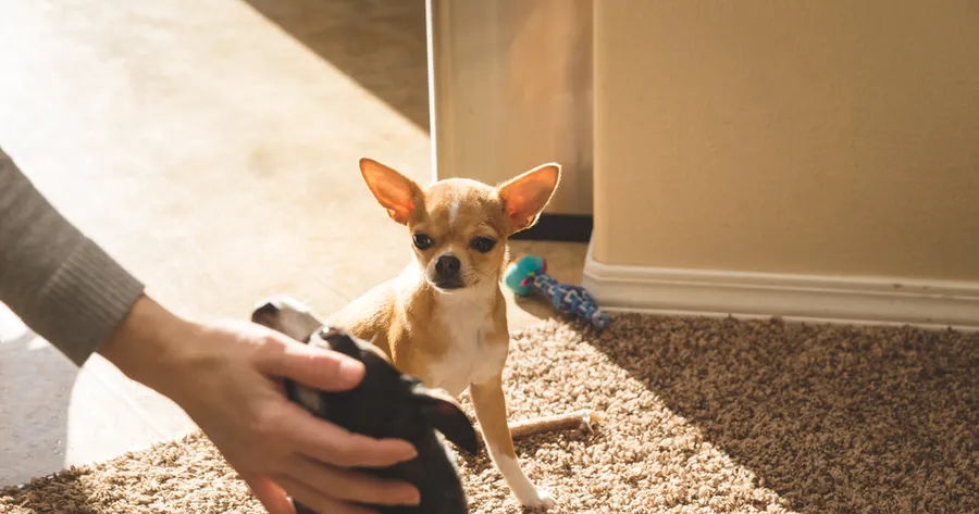 Signs Your Pet Is Jealous, Plus How to Stop It