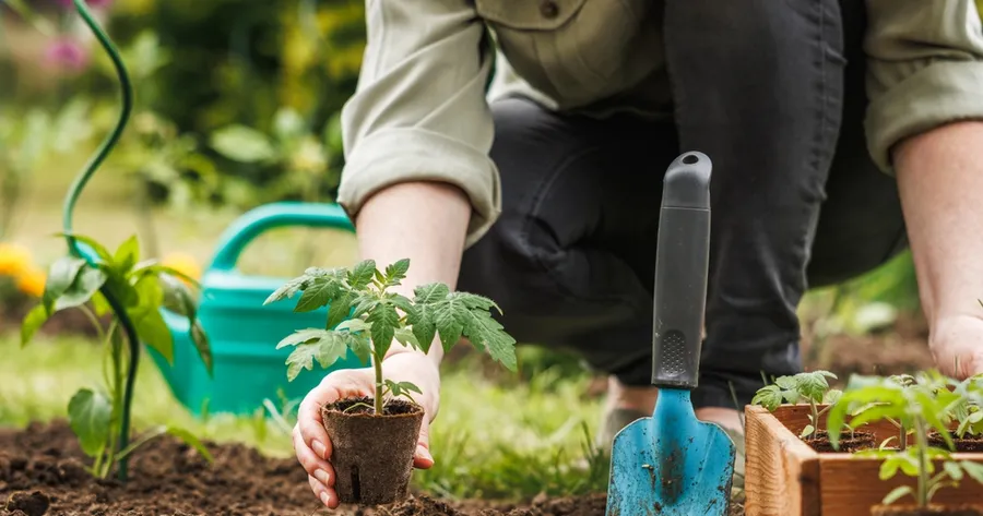 Vegetable Gardening For Beginners