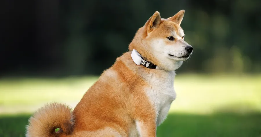 How Smart Collars Track Pet Health and Location