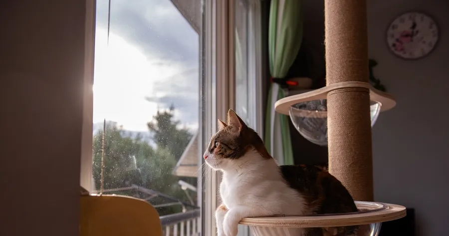 Best Cat Trees for Small Apartments with Big Energy