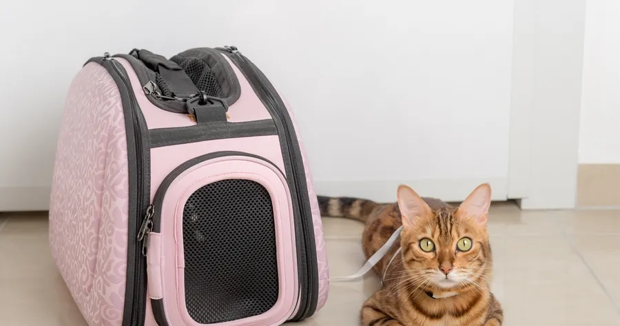 The Best Travel Carriers for Stress-Free Pet Adventures