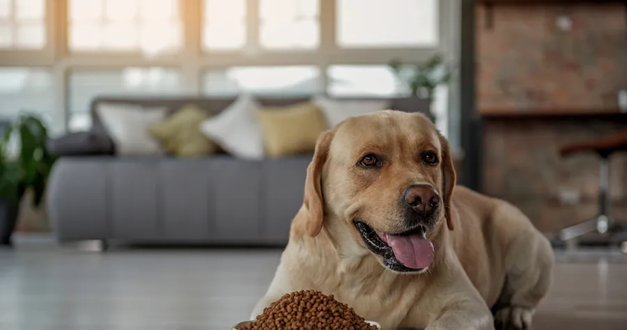 Why Grain-Free Pet Foods Are Still Popular (and Controversial)