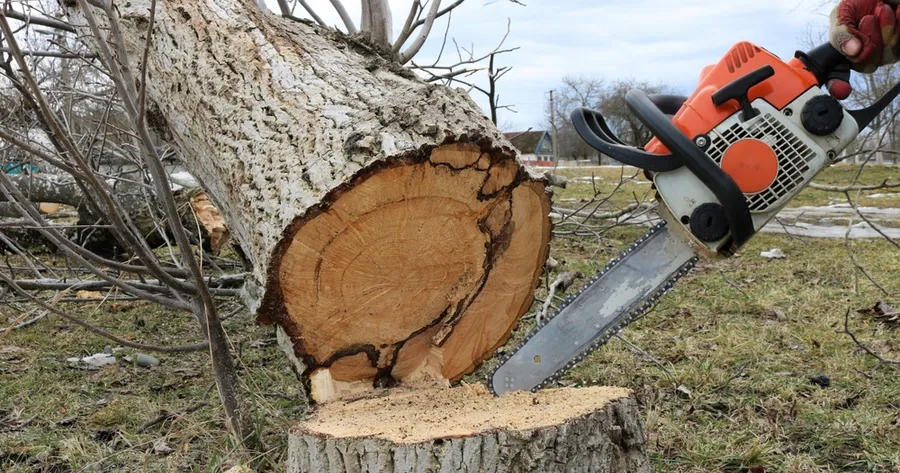 What’s The Average Price to Cut Down a Tree in the US?