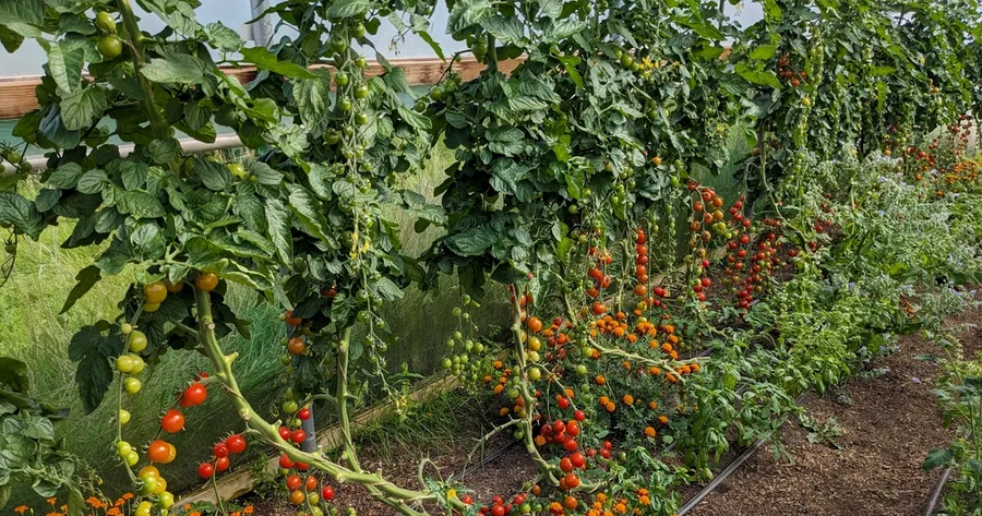 Companion Planting 101: What Grows Well Together?