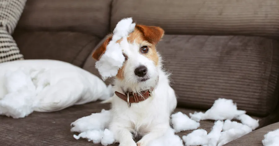 Is Your Pet Bored? Signs of Boredom and How To Fix It