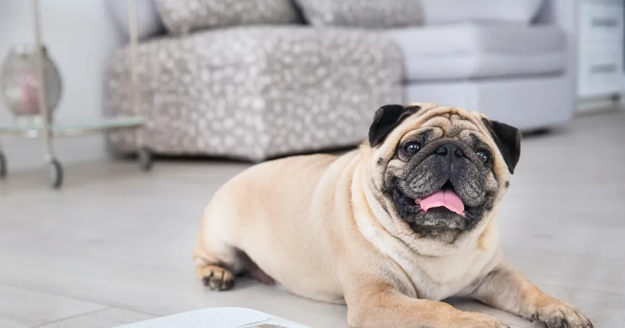 Why Your Pet May Be Overweight and How to Help Them Slim Down