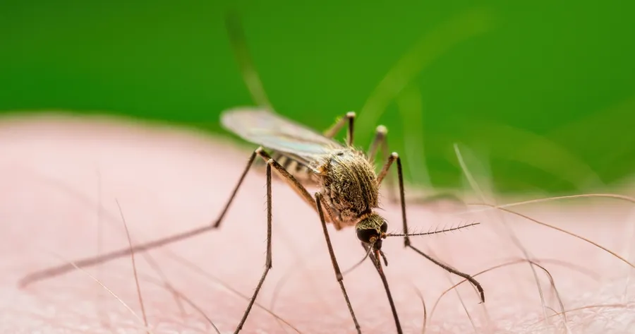 Bug-Free Backyard: Natural Ways To Repel Pests Without Chemicals