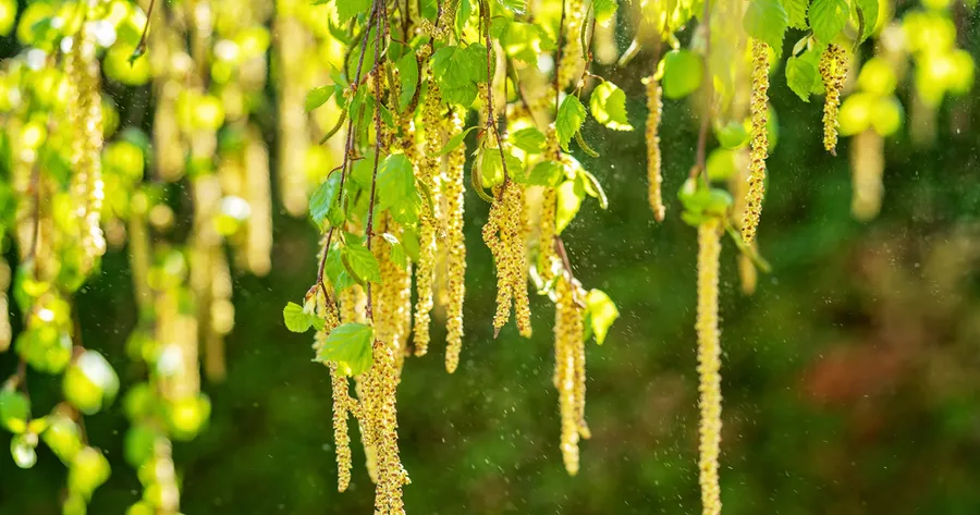 Common Plant Allergies and How to Treat Them