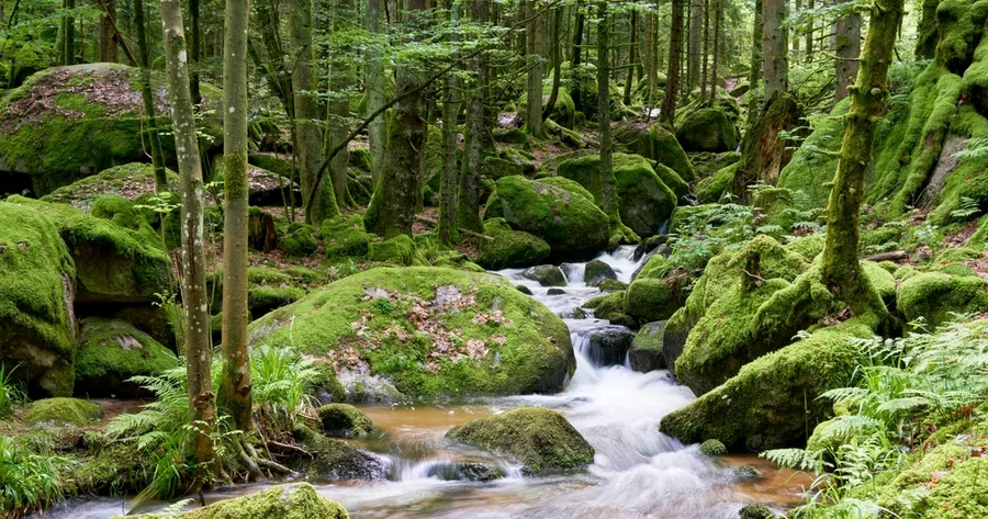 Waldbaden im Schwarzwald Entdecken
