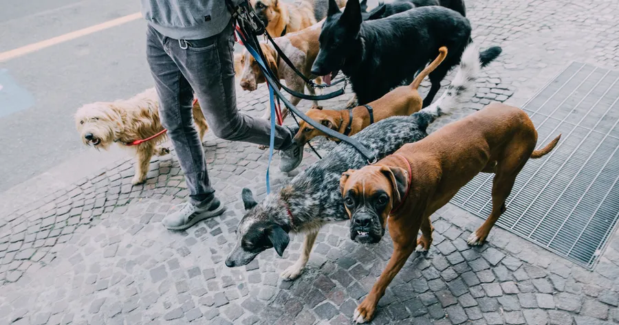 The Best Career Paths for Animal Lovers