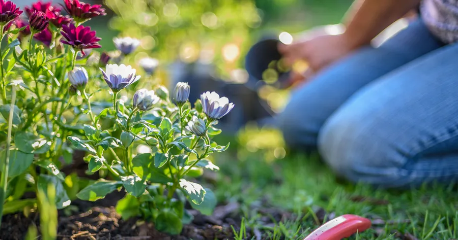 Perennial vs. Annual Plants: Making the Right Choice