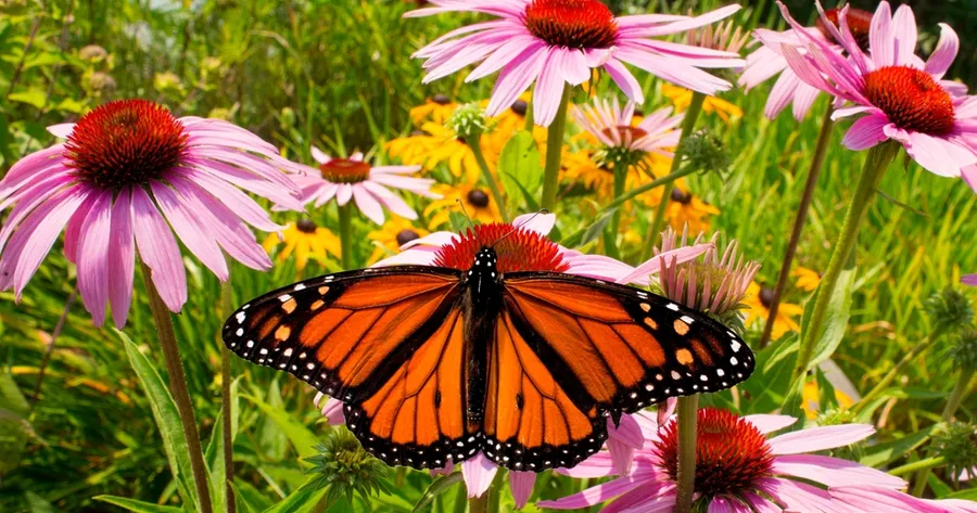 Creating a Pollinator-Friendly Garden