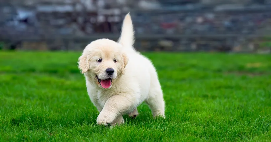 How to Build a Budget-Friendly Backyard Pet Playground