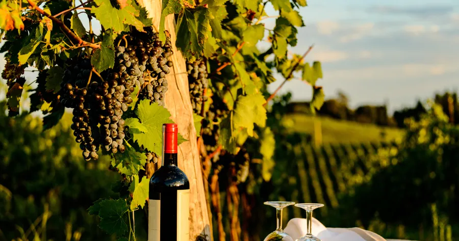 Innovazione tecnologica nel vino italiano