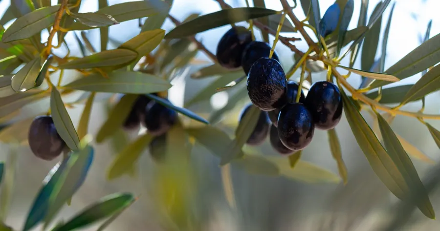 Innovazione AgriTech nei Campi di Ulivi Italiani