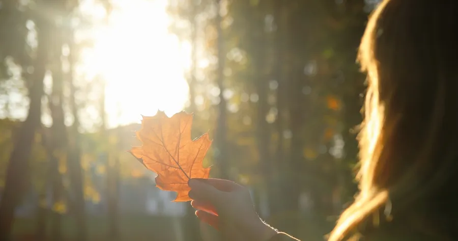 How Forest Bathing Is Being Used for Mental Wellness in Central Europe