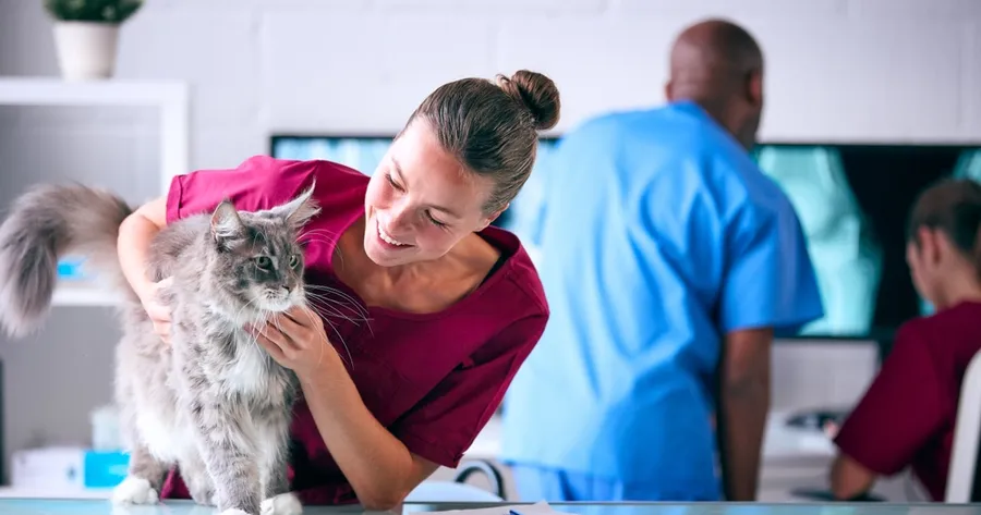 Is Pet Insurance Worth It? What You Need to Know Before You Buy