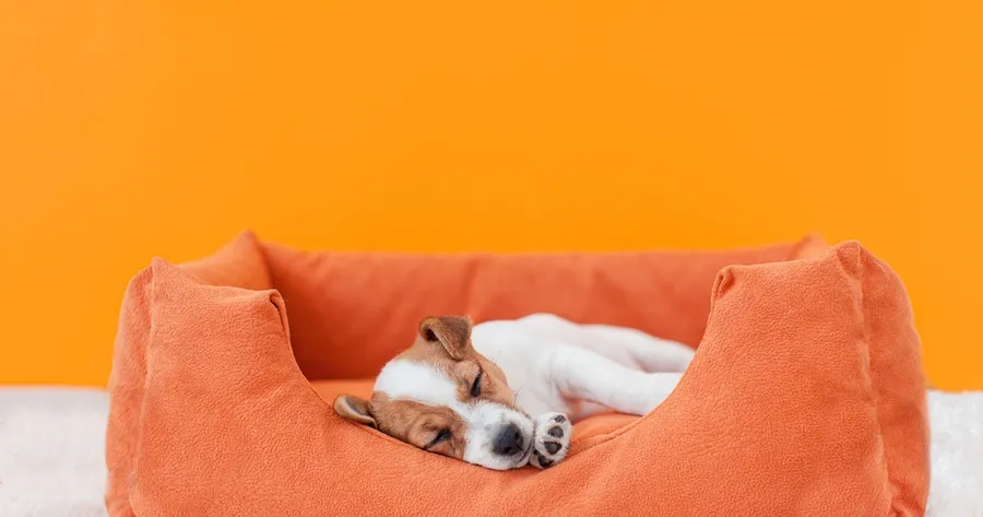 Top Pet Care Mistakes New Owners Make and How to Avoid Them