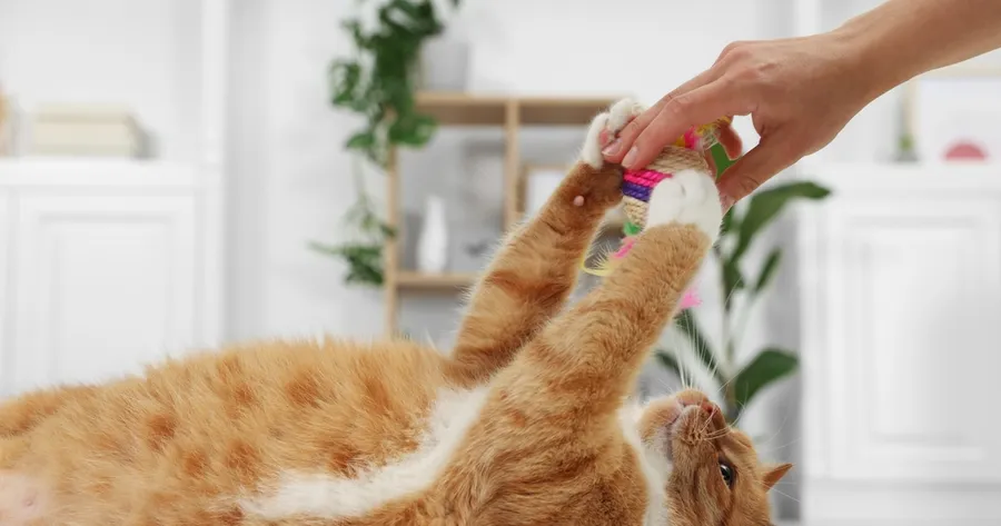 How to Create the Ultimate Enrichment Space for Your Indoor Cat