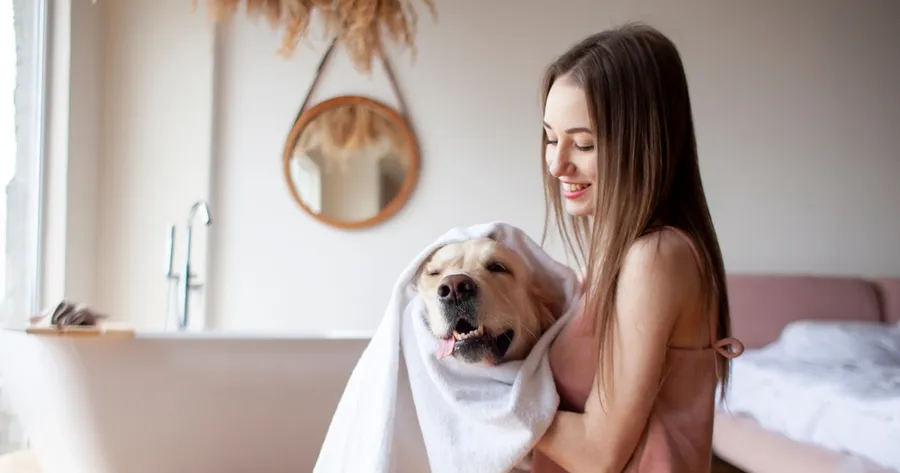 The Best Affordable Dog Grooming Tools for At-Home Use