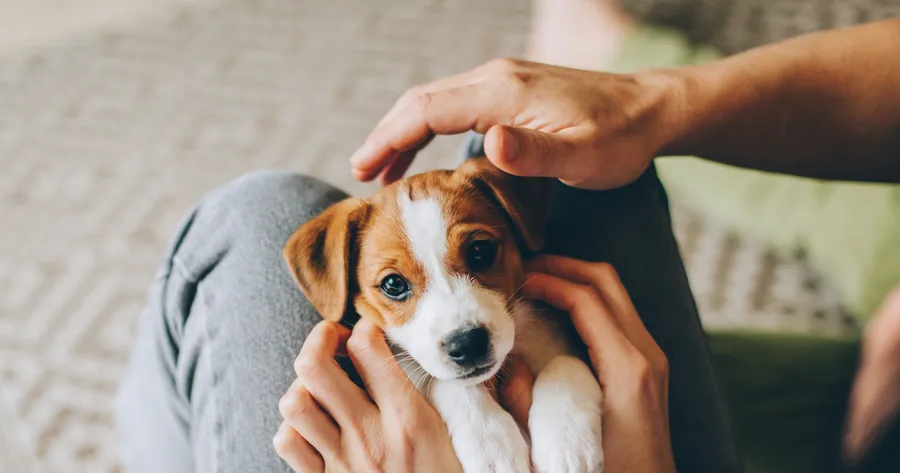 How Much Does It Really Cost to Own a Dog? Breaking Down the First Year and Beyond