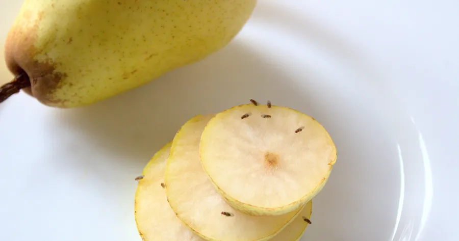 The Easiest Way to Get Rid of Fruit Flies