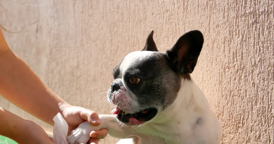 6 Must-Have Products For Your Canine Companion