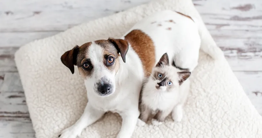 Pet-Friendly Home Design: How to Create a Safe and Stylish Space for Your Pets