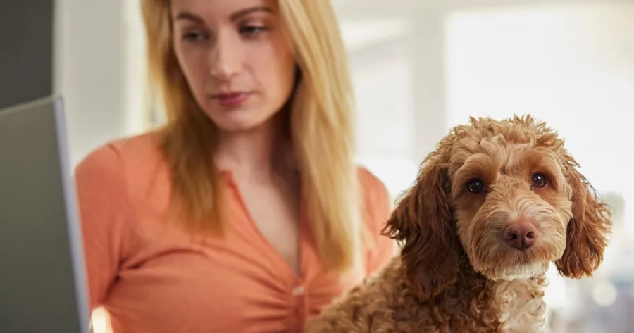 Want To Save Money and Keep Your Pet Healthy? Affordable Pet Insurance Can Help