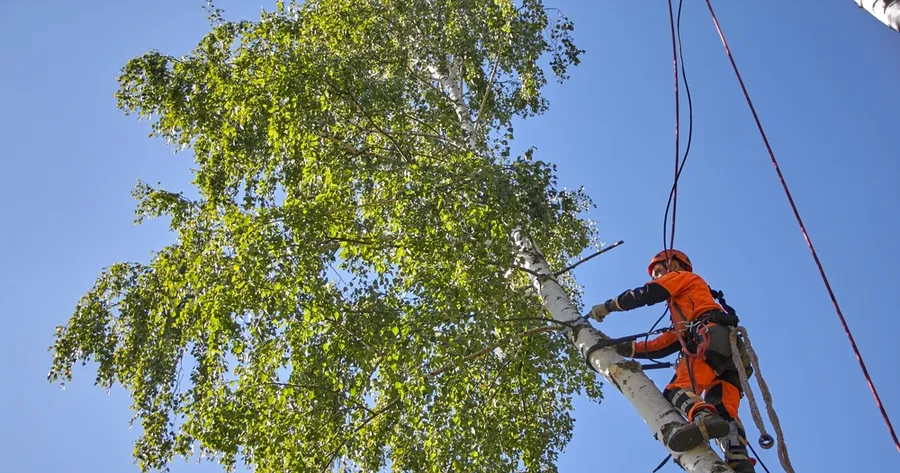 Find Affordable Local Tree Removal Options