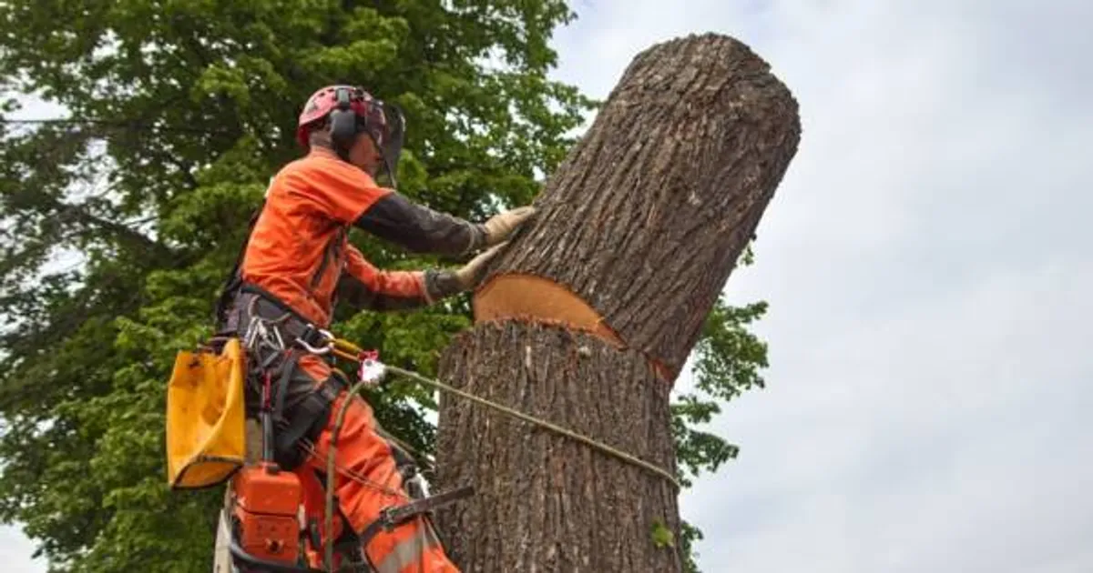 Arborist inspecting storm damage on a mature residential tree