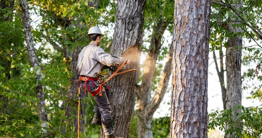How to Find Affordable Tree Removal Near You