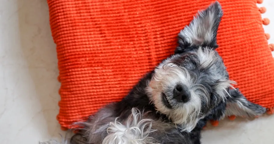 Best Low-Allergen Dog Breeds for Sensitive Owners