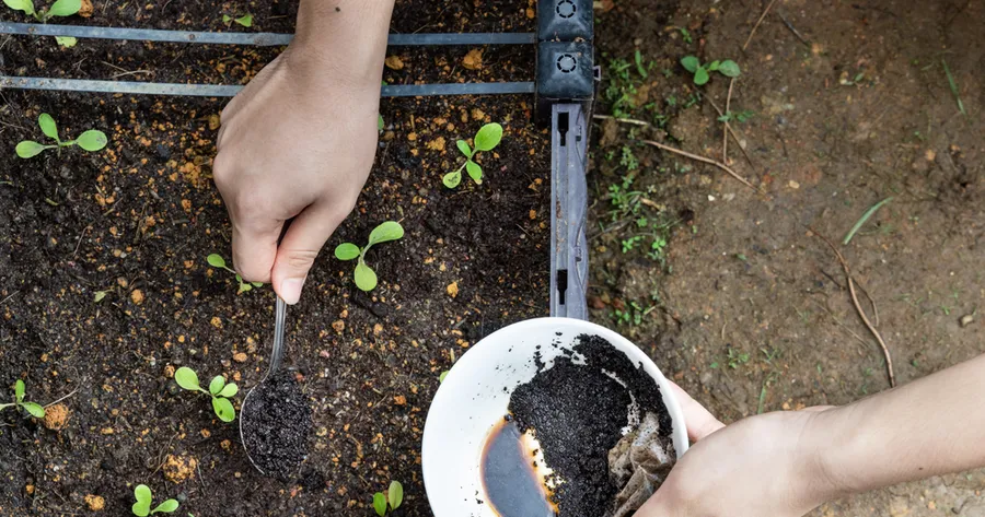 Eco-Friendly Garden Hacks That Save Money