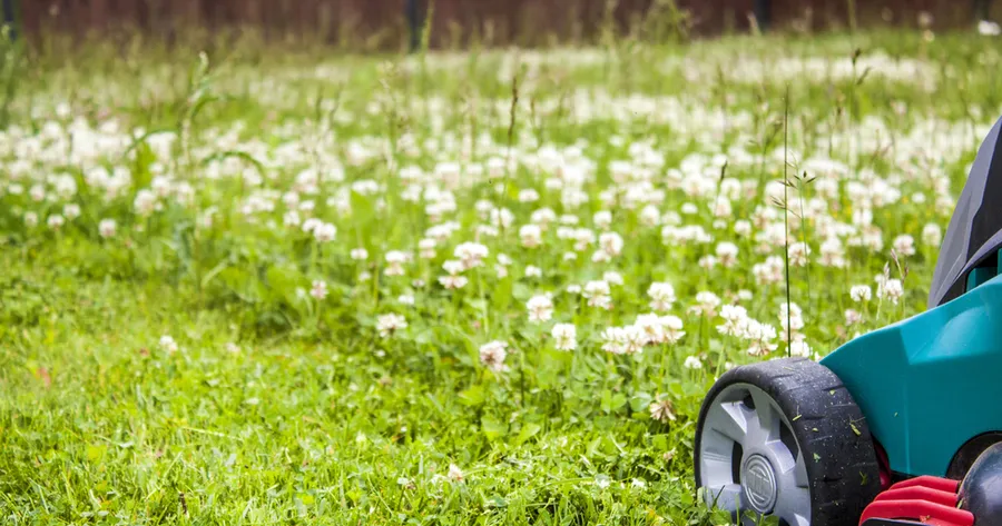 Eco-Friendly Low-Mow Lawn Options