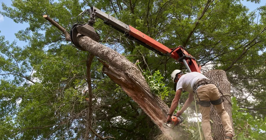 How to Choose the Best Tree Service Company Near You