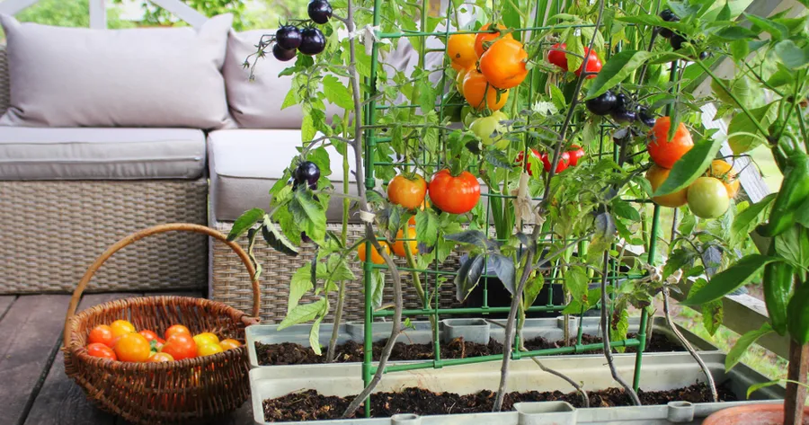 From Balcony to Backyard: Urban Gardening for Beginners