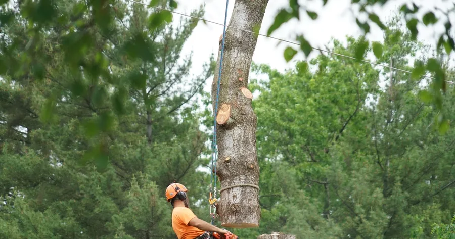 How to Get Low Cost Tree Services and Trimming
