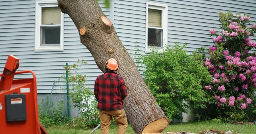 Tree Removal Savings — Compare Quotes & Cut Costs