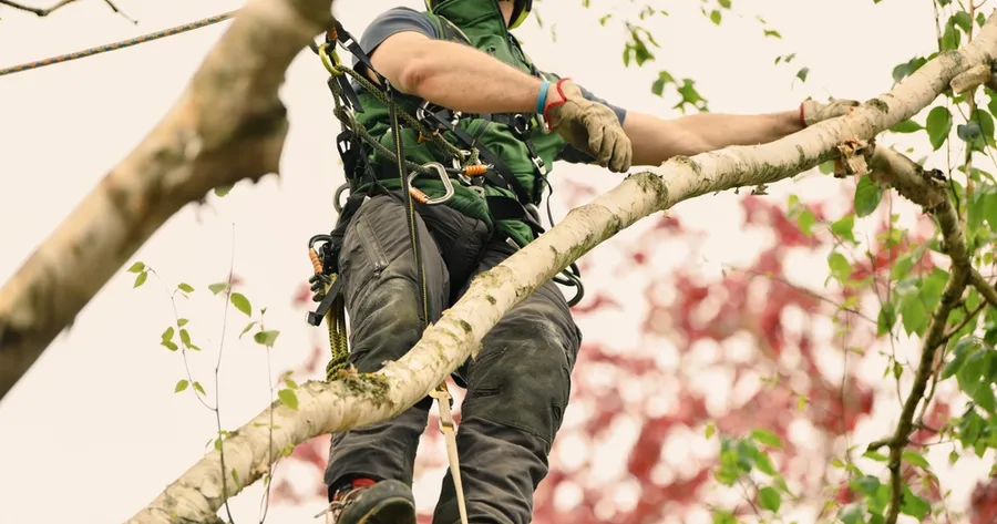 Where to Find Low-Cost Tree Cutting Services