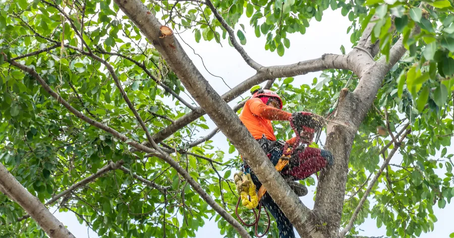 Affordable Tips for Quality Tree Services